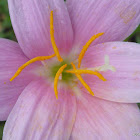 Storm Lily or Rain Lily