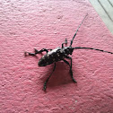 Citrus long-horned beetle