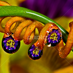 Drops with passion flower by David Winchester - Nature Up Close Natural Waterdrops