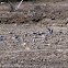 Little Tern; Charrancito