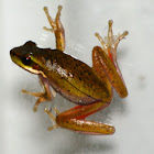 Pearson's Green Tree Frog