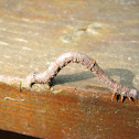 Maple spanworm caterpillar