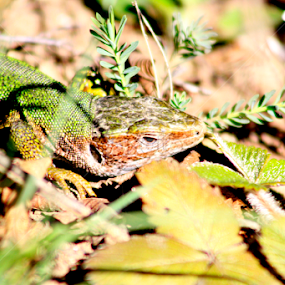 Lizard by Daniel Pacurici - Animals Reptiles