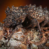 Horned Fungus Beetle