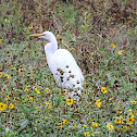 Great Egret