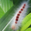 Lasiocampid Caterpillar