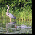 Great Blue Heron