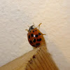 Harlequin lady beetle