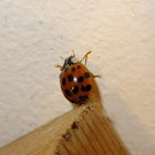 Harlequin lady beetle