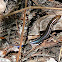 Southern five-lined skink