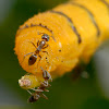 Yellow Cloudless Sulfur Caterpillar with Argentine ants