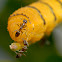 Yellow Cloudless Sulfur Caterpillar with Argentine ants