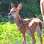 White-tailed Deer