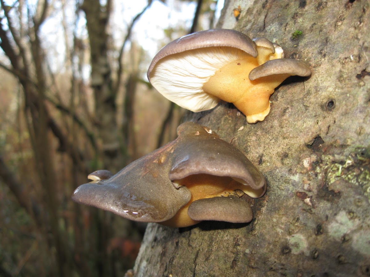 Late Fall-Oyster Mushroom