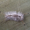 Southern tussock moth