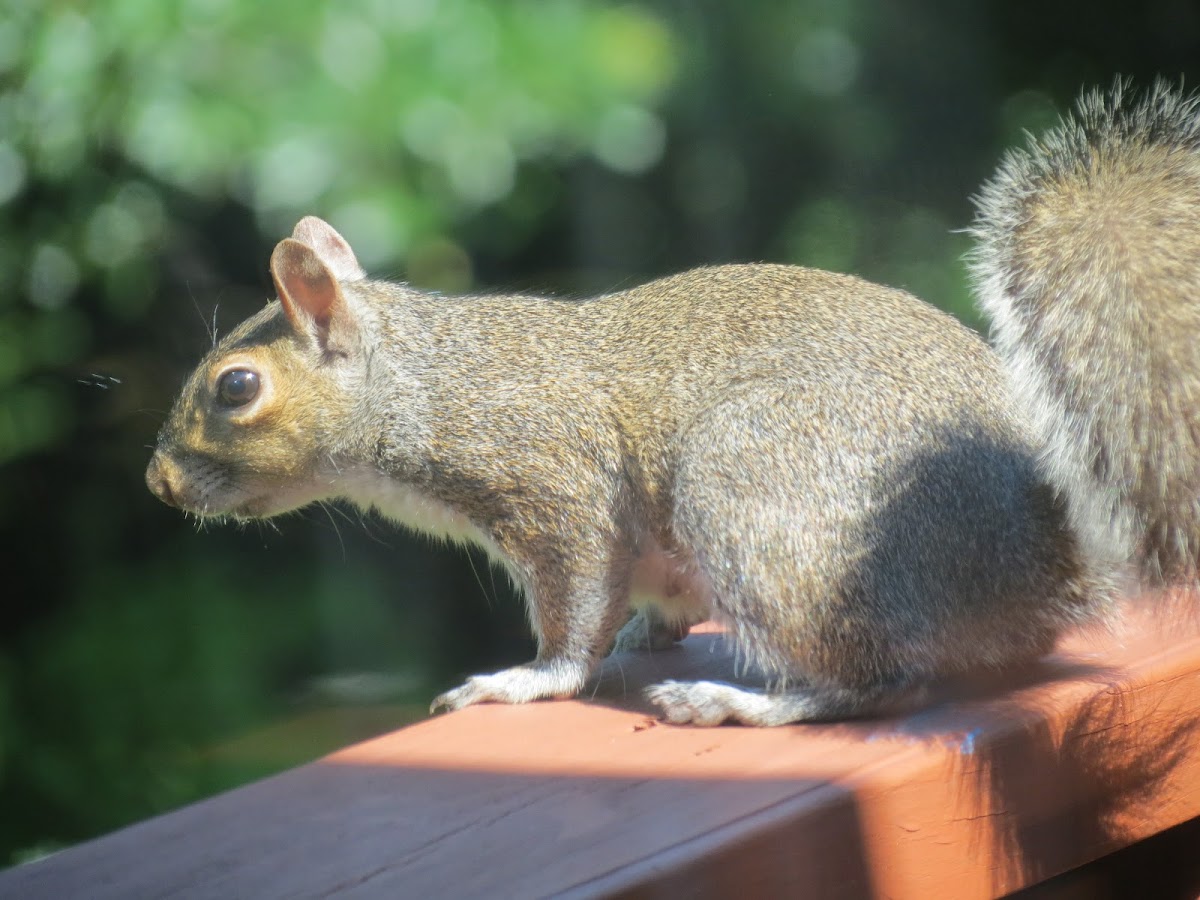 Gray Squirrell