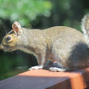 Gray Squirrell