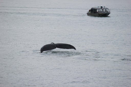 whale - Loved spotting a humpback whale pop above the surface at Auke Bay, outside Juneau.