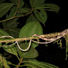 Blunthead Tree Snake