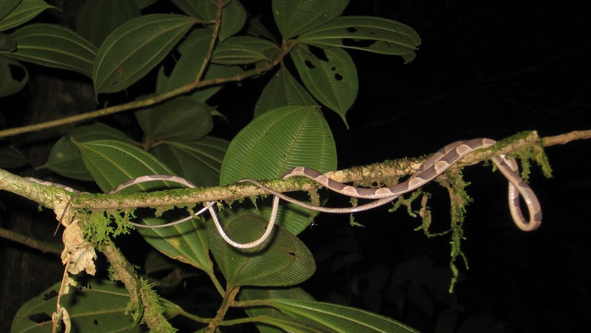 Blunthead Tree Snake