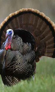 Free Download Laughing Thanksgiving Turkey APK for PC