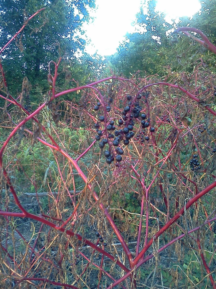 American Pokeweed