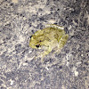 Gray Tree Frog