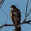 Red-tailed Hawk      juvenile