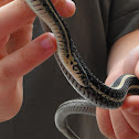 Garter snake