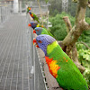 Rainbow Lorikeet