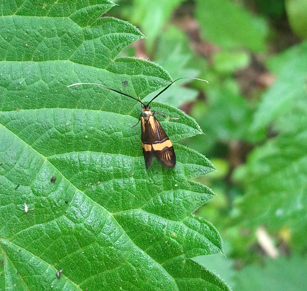 Longhorn Moth / Geelbandlangsprietmot