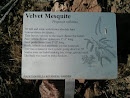 Velvet Mesquite Exhibit