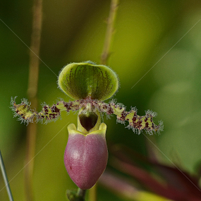 pitcher plant by Justani Joni - Flowers Flowers in the Wild