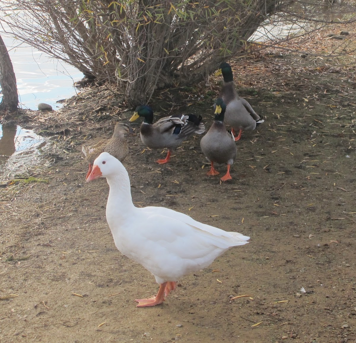 Mallards & a Goose