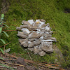 Hen-of-the-Woods Mushroom