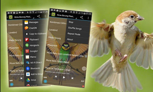 免費下載音樂APP|Kicau Master Burung app開箱文|APP開箱王