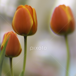 Orange Tulips by Nancy Merolle -  