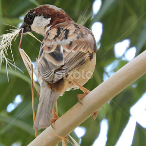 by Bharat Darji - Animals Birds