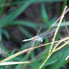 Russet-tipped clubtail
