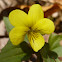 Halberd-leaf Violet