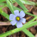 Blue-eyed grass