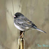 Dark-eyed Junco