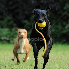dogs playing by Oniram Reivar - Animals - Dogs Playing