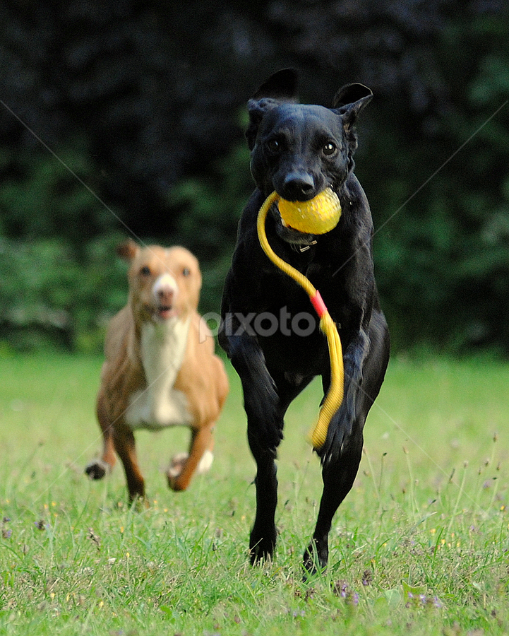 dogs playing by Oniram Reivar - Animals - Dogs Playing