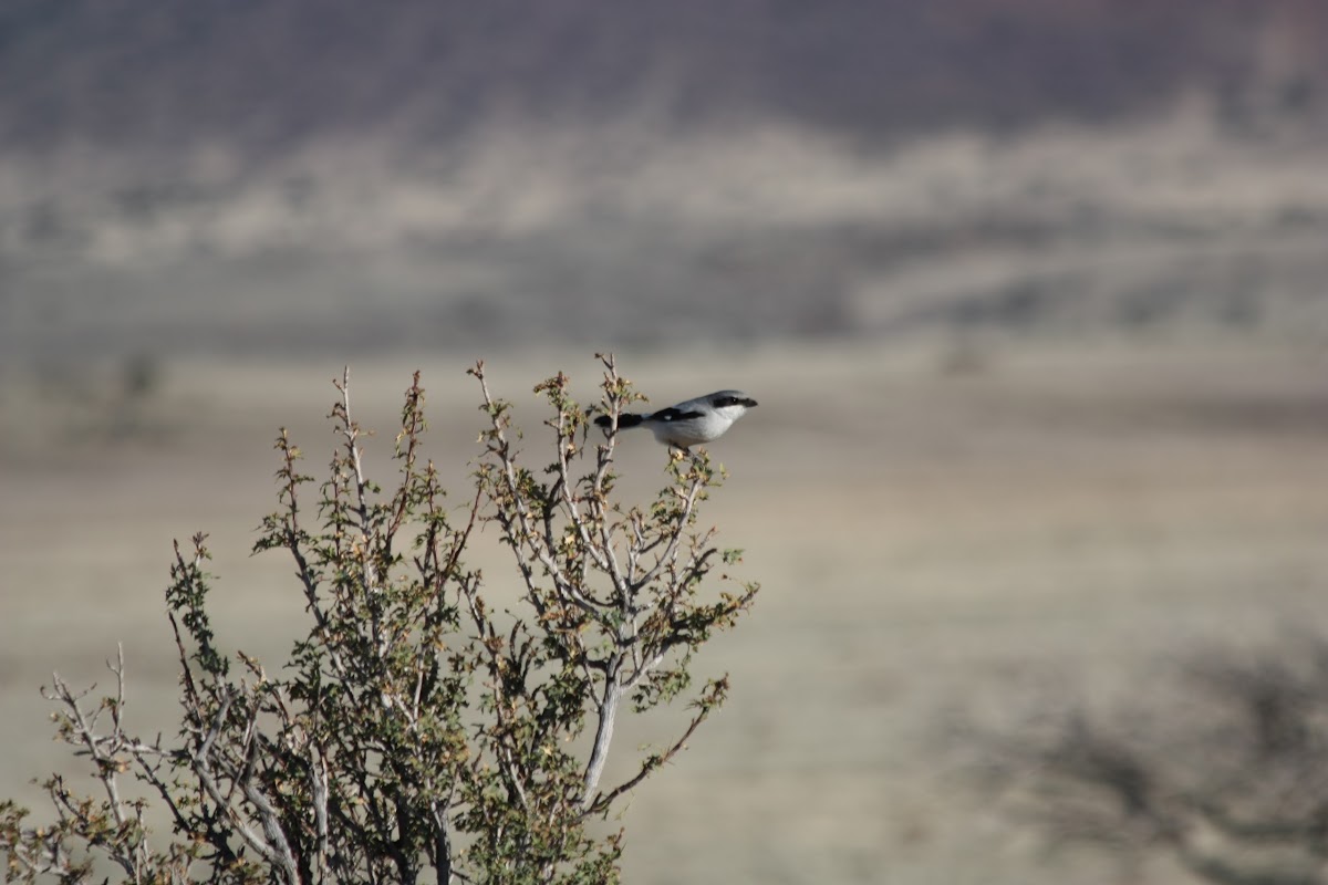 Great Grey Shrike, Northern Grey Shrike, or Northern Shrike