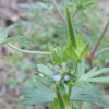 Carolina Geranium / Wild Geranium