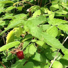 Native Raspberry