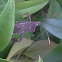 Leaf footed beetle