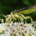 Green Legged Sawfly 