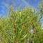 Saltwater False Willow